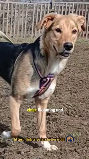 🐾❤️ GIVE NOBILITY A CHANCE FOR A NEW LIFE ❤️🐾