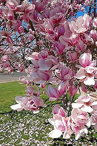 Watch Saucer Magnolia Plant Live Tree on Amazon Live