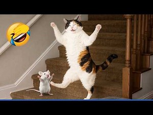 Funniest Cat Moments Ever 🤣 Try Not to Laugh CATS Compilation