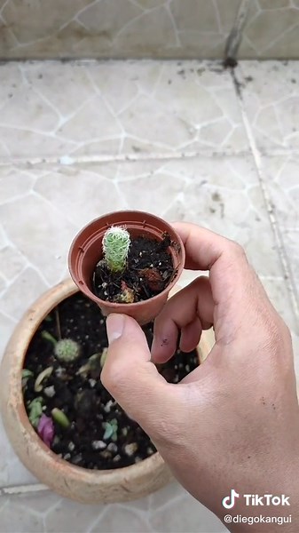 Cuidados para cactus bebé: tips y consejos útiles
