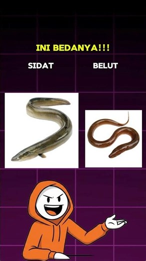 INI BEDANYA!!! hewan sidat dan belut #shorts