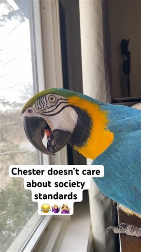 Chester doesn’t care about society standards 😂🤷🏼‍♀️#talkingparrot #talkingbird #cutebird #parrot
