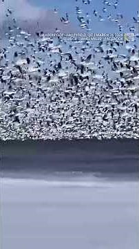 Watch as thousands of migrating snow geese make a pitstop in Quebec