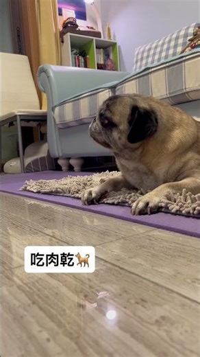 吃肉乾🐕#巴哥 #pug #パグ #pets #puglife #可愛い #cute #puppy #巴哥犬 #animals #寵物