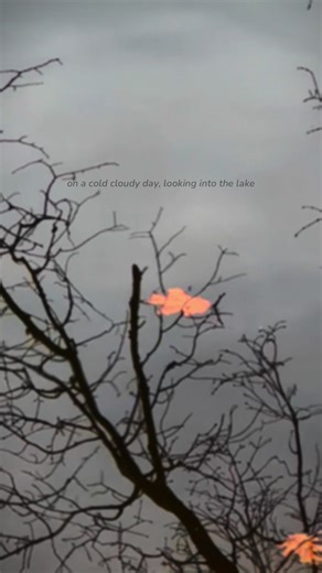 reflections on the lake #reflections #naturelover #trees #falling