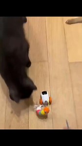 25K views · 826 reactions | Smart Cat Toy s.click.aliexpress.com/e/_c456YeWJ | Cute Kittens & Cats | Facebook