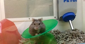 Got a need for speed? Bring your hamster in for our Hamster Ball Derby race this weekend! Details: http://bit.ly/HamsterBallDerby2015 | Petco