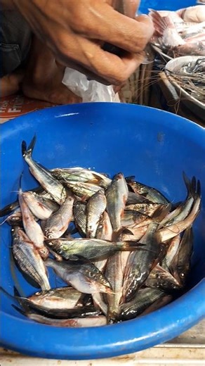 Fresh Live Tangra Fish 22/03/2026 #fish
