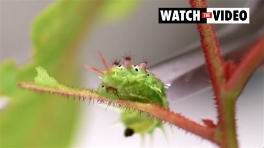 Caterpillars of the mottled cup moth