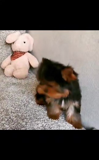 Nancy is a healthy puppies in a loving home and is been treated like family. � | Yorkie puppies for adoption and rehoming