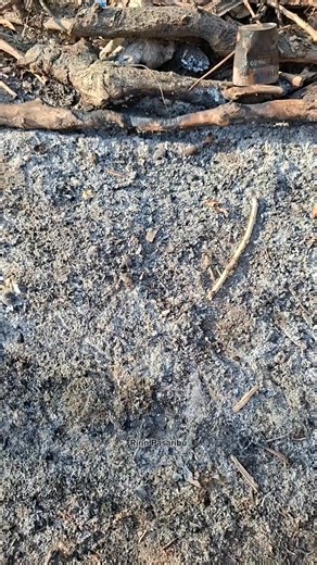 Manfaat abu kayu untuk tanaman adalah sebagai sumber nutrisi seperti kalium, kalsium, dan fosfor dan menaikkan pH tanah #tanaman #berkebun | Ririn Pasaribu