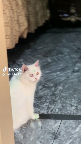 Understanding Cat Pregnancy Symptoms