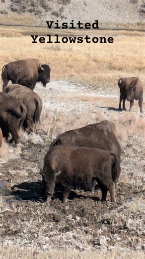 A great trip to Yellowstone