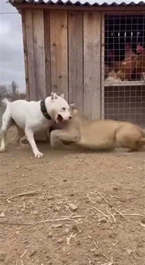 Wild Cougar vs White Dogo Argentino | Real Animal Encounter#DogoArgentino #Puma #animalencounter