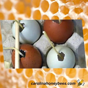 DIY Egg Shaped Candles (with Beeswax) - Carolina Honeybees