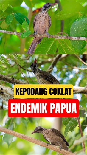 CHOCOLATE ORIENT, an endemic oriole bird of Papuan forests, AWESOME!!
