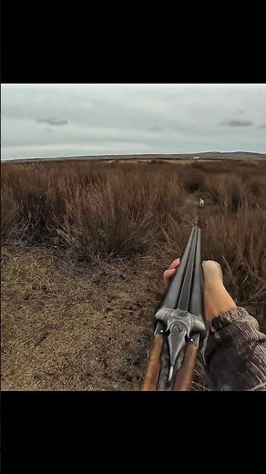 Ultimate Rabbit Hunting Compilation | Best Action Moments #hunting #chass #wildhunting #challange