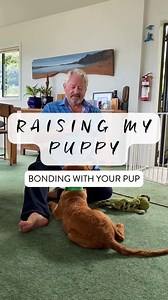 Creating a strong bond with your pup is the most important thing you can do! When you have a strong bond, your dog looks to you for direction and stays close to you. This makes every aspect of training so much easier as your dog WANTS to pay attention to you. Many behavioural issues stem from poorly established bonds between the dog and mentor, so it’s worth putting in the time and effort to establish and maintain a sound, loving relationship. #dogtraining #dogtrainer #bond #bonding #goldenretri