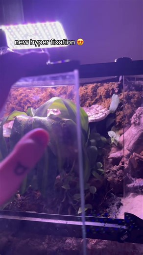 Terrarium Creation: A Guide to Biospheres and Paludariums