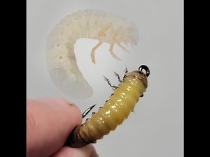 Live streaming of Fly Tying Zone, Dave Hise