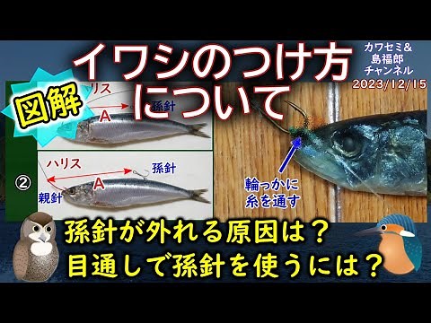 Illustrated Guide: How to Attach Sardine Bait: This article explains how to attach live bait when...