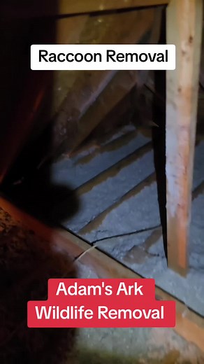 Raccoon Removal Adam's Ark Wildlife Removal #AdamsArkWildlifeRemoval ##wildliferescue #nuisancewildlife #wildliferemoval #Racoon
