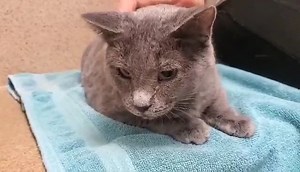 32 reactions · 11 shares | Grady is another shy kitty that can get a...