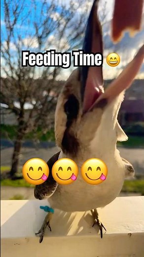 Kookaburra Training Secrets Revealed!