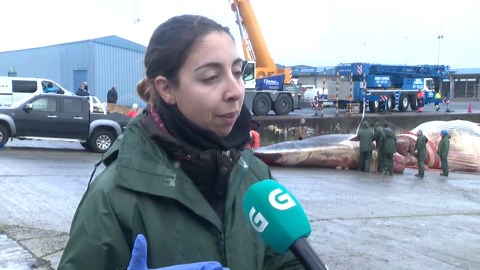 Toter Koloss im Hafen