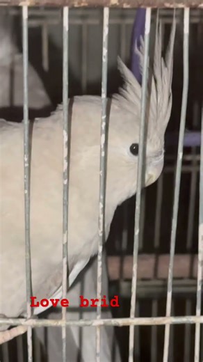 #cockatiel #cute #birds #funny cockatiels #birds ❤️🥰#shortsfeed #short