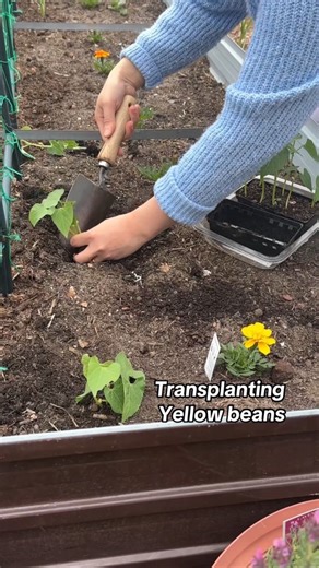 Transplanting Yellow Beans 🌱 #fyp #gardening #inspiration #garden #backyard | Simply Tine