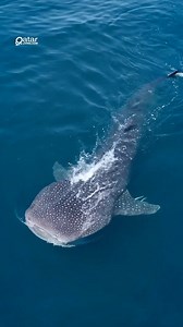 56K views · 59 reactions | Start your day with a beautiful scene of the Whale Sharks on the Northeastern coasts of Qatar. Did you know that International Whale Shark Day is celebrated every year on August 30 to raise awareness about the plight of whale sharks. : @azzamalmannai #WhaleSharkDay #Doha #Qatar #QatarLiving | Qatar Living | Facebook