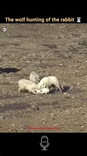 The wolf hunting of the rabbit🐇||wolf vs rabbit||#facts #viral #nature #animals #shorts