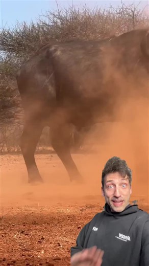 Cape Buffalo are TERRIFYING | cape buffalo