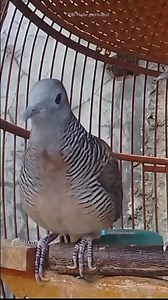 Suara panggilan perkutut #perkutut #burung #merbok #bird #hobi | Hobi perkutut