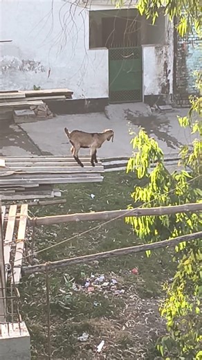 Daring #comedy #automobile #shortvideo #shortsfeed