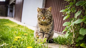 Human to cat Covid-19 transmission identified by scientists | LBC