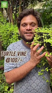 🐢💚 Turtle Vine - the cutest creeper you’ll ever own! Yours for just ₹100 (without pot) www.gardenpro.co.in Gardenpro Nursery No.12/19, Voltas Colony, 2nd Street, Nanganallur, Chennai-61 9080132855 #turtlevine #creeperplants #plantsale #chennaiplants | Gardenpro chennai landscape