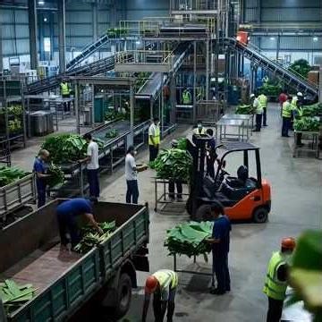 Inside Banana Leaf Factory | Full Manufacturing Process || Short Video