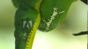 An emerald tree boa snake on a branch of a tree. Corallus caninus commonly called the emerald tree boa is a non-venomous boa species found in the rainforests of South America. Stock Video