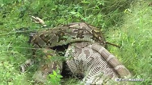 PYTHON EATING A PEAFOWL - YALA NATIONAL PARK, SRI LANKA -8.2.2015