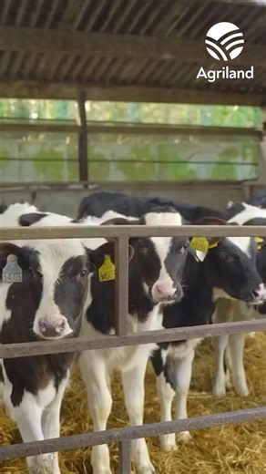 Agriland visited Teagasc's Johnstown Castle farm to speak with farm manager, Aiden Lawless, to see how the winter milking herd is performing. | Agriland.ie