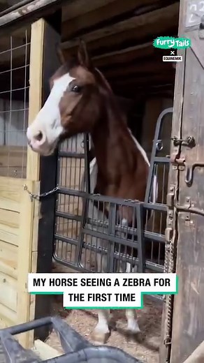 2.2M views · 40K reactions | Horse sees a zebra for the first time 煉藍 | Furry Tails | Facebook