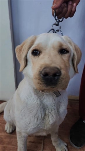 Canine Distemper is a highly contagious and serious viral disease of dogs caused by the canine distemper virus (CDV). It mainly affects puppies and unvaccinated dogs, and can involve the respiratory, gastrointestinal, and nervous systems. 🔍 Common Signs & Symptoms High fever Nasal and eye discharge Coughing and breathing difficulty Vomiting and diarrhea Loss of appetite and weight loss Lethargy and depression Neurological signs: seizures, muscle twitching, head tilt, circling Some dogs may deve