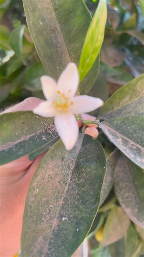 Flor de azahar: Beneficios, propiedades y usos que debes conocer (((Mira el primer comentario))) #fblifestyle | Ignis Natura