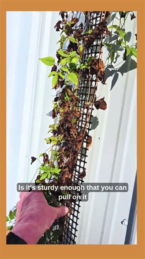 Can Clematis Survive Winter in a Window Box? | Scroll Trellis® Garden Journal #clematis