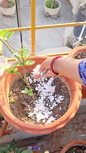 How to make Organic Fertiliser at home || How to use eggshells in garden 🪴 #sustainability