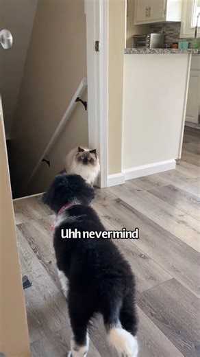 333K views · 10K reactions | Puppy meets cat for first time  #dog #newfoundlanddog #dogvideos #cat #puppy | Daisy the newfie | Facebook