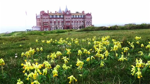 No Mow May UK. Cowslips in a huge natural display. Headland Hotel, Cornwall, UK