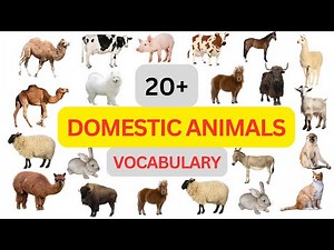 Home Buddies: 20+ Domestic Animals - Fun Learning Video for Kids